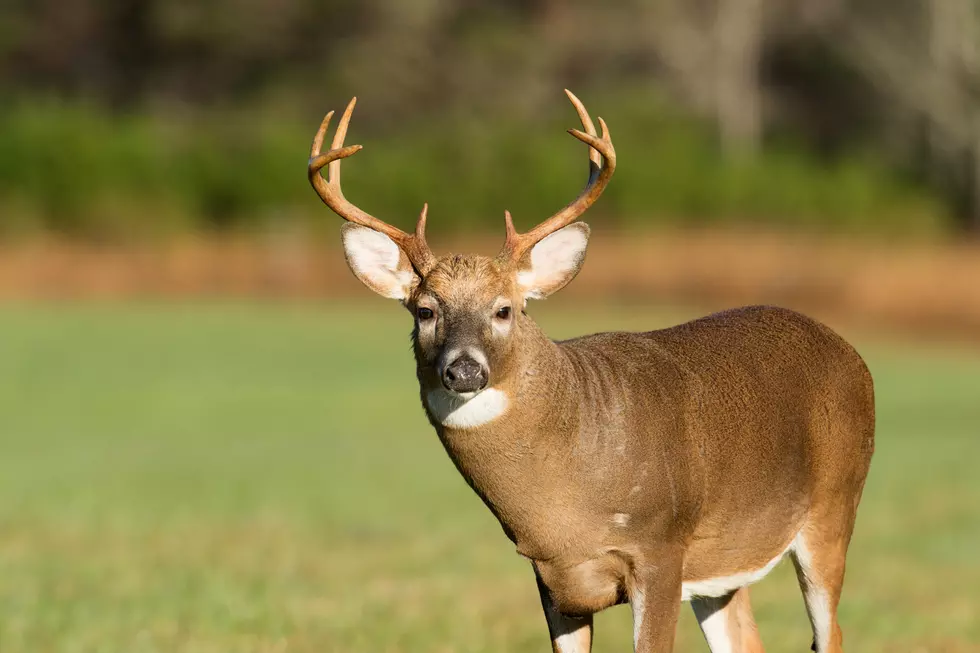 Deer and Elk Hunting in Montana